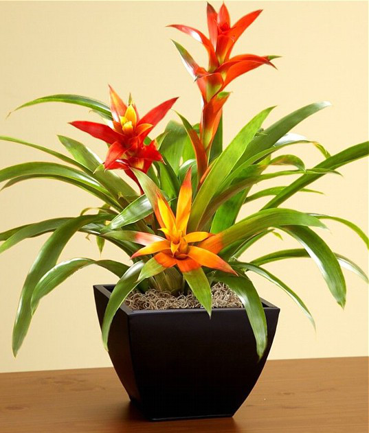 guzmania-lingulata.jpg