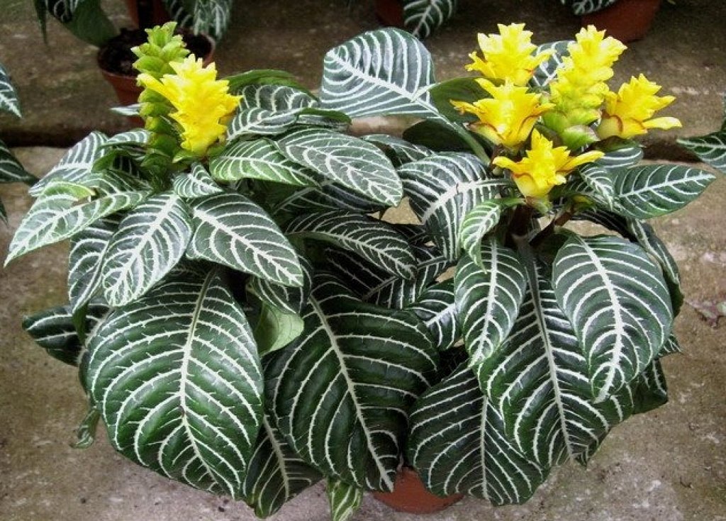 Aphelandra-squarrosa.jpg