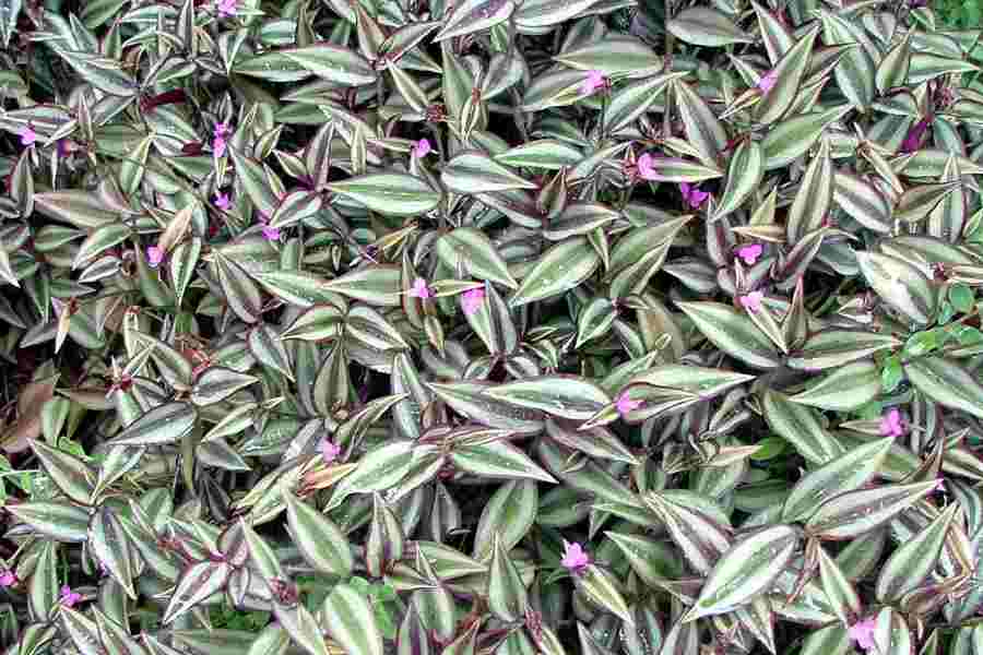 tradescantiazebrina11.jpg